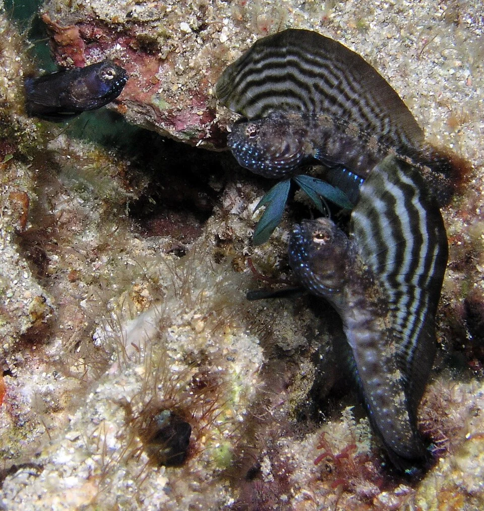 Sailifn Blenny gets its name from the dorsal fin that flashed as it jumps in an out of its protective hole. One can find the blenny flaring it fin in the distance to mark its territory. When close together, the fish often fight and flash their fins for dominance.