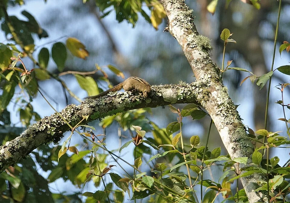 Boehm's Bush Squirrel (Paraxerus boehmi)