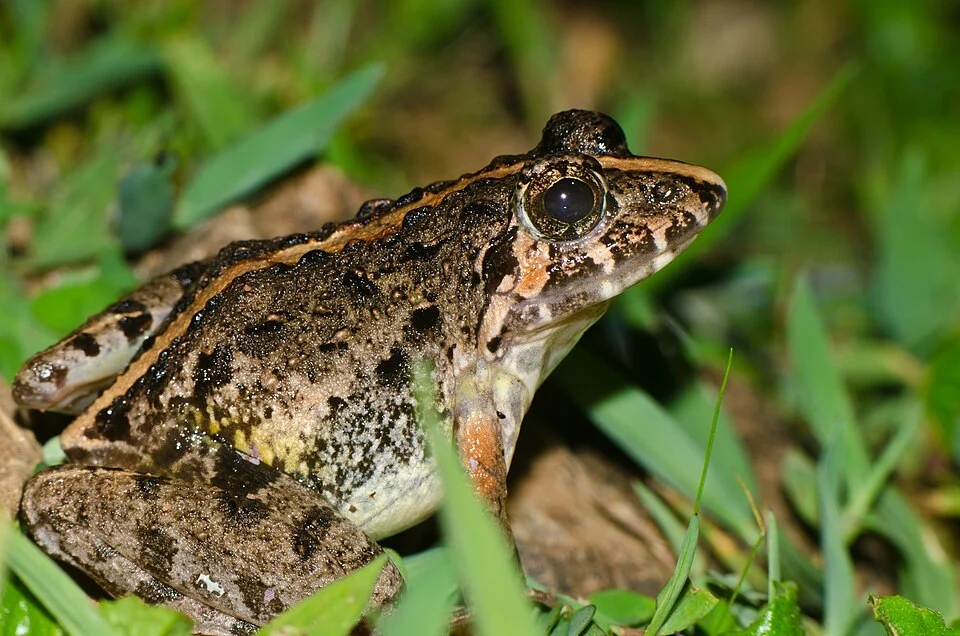 Zakerana kudremukhensis is an endemic frog of Western Ghats in India. This is recorded from Agumbe