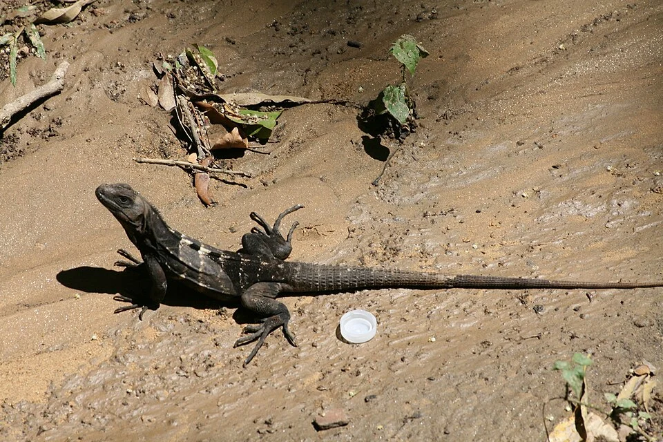 De Queiroz's Spiny-tailed Iguana (Ctenosaura oedirhina)
