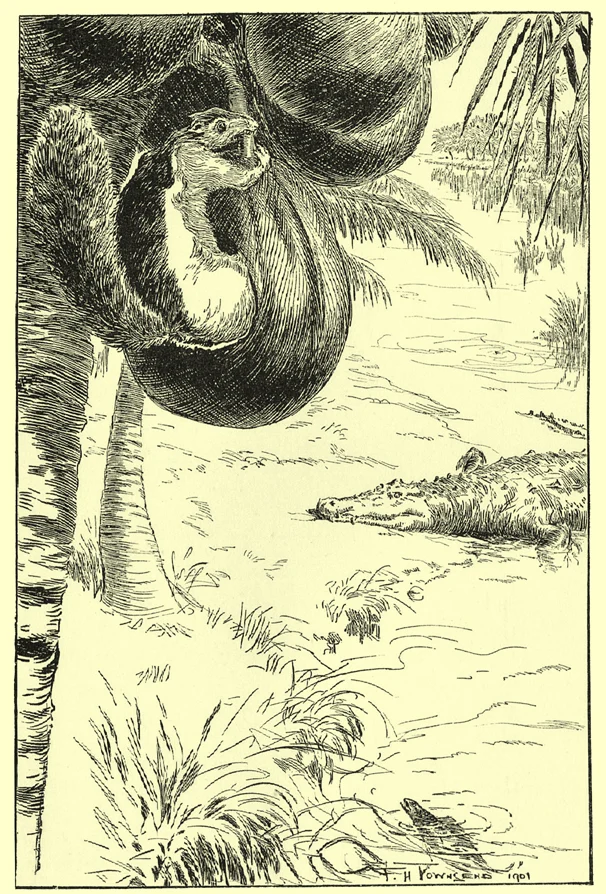 Townsend’s Tūpai the squirrel inside a coconut over a crocodile