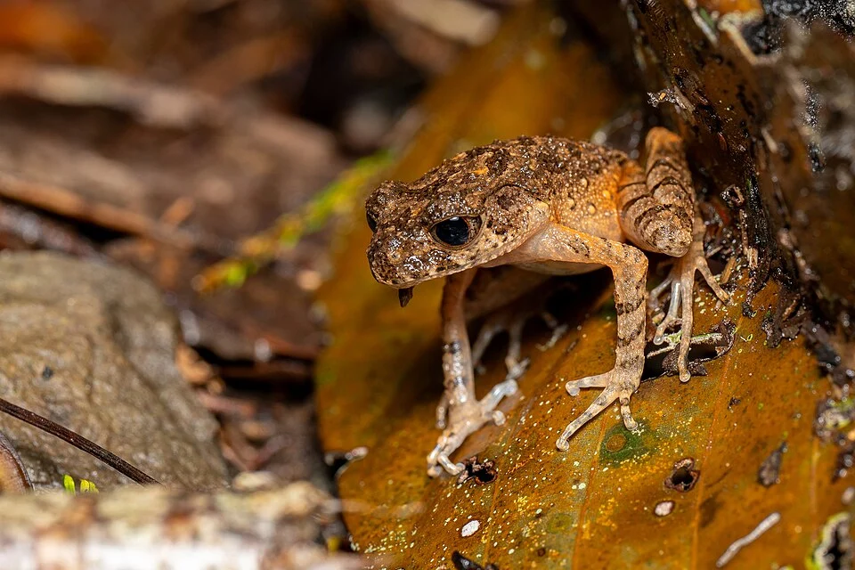Leptobrachella arayai - Kinabalu Slender Litter Frog in Sabah, Malaysia. Photo by Hemminki Johan. Original iNaturalist observation here: https://www.inaturalist.org/observations/287349796