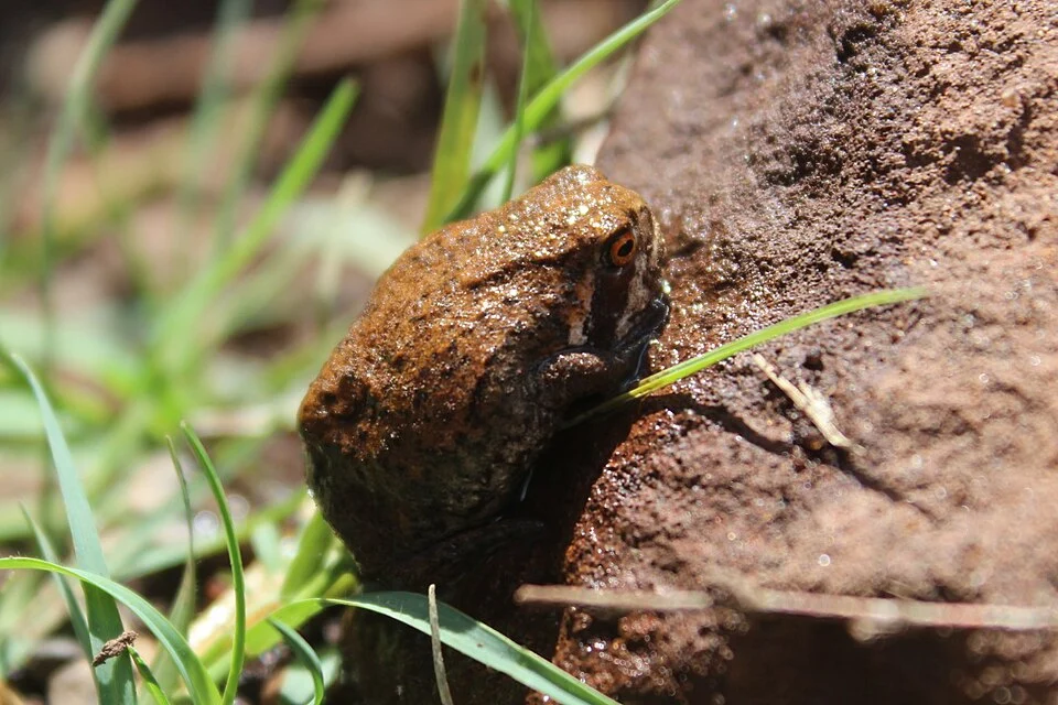 Young Breviceps mossambicus from Mount Sheba, close to Pilgrims Rest in Mpumulanga, South Africa