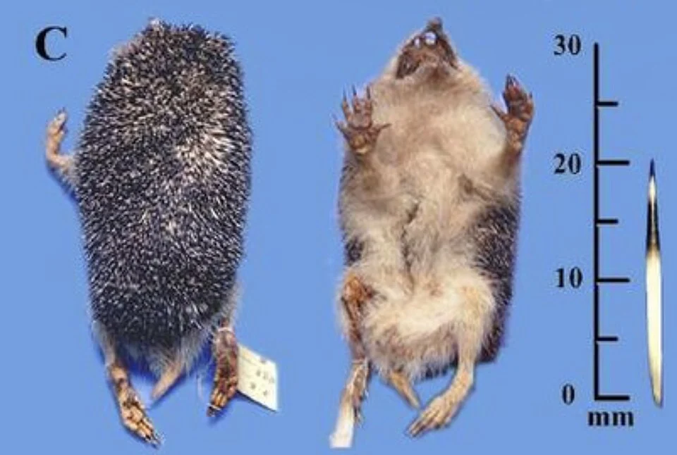 Mesechinus hughi