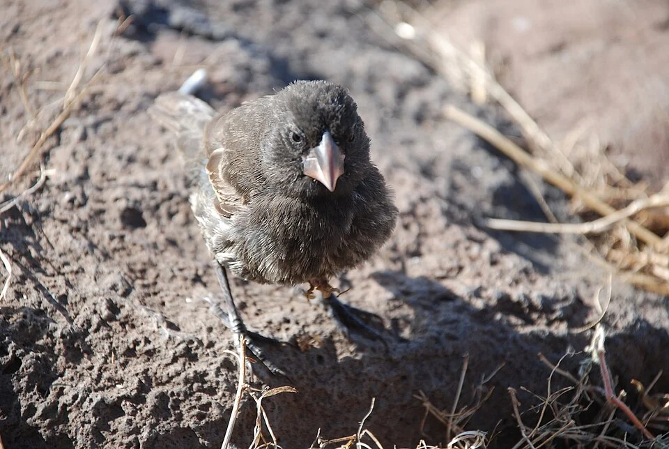 A Large Cactus-finch on Española Island, the Galápagos Islands, Ecuador.