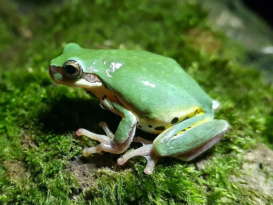 Annam Tree Frog (Hyla simplex). Species of amphibian.