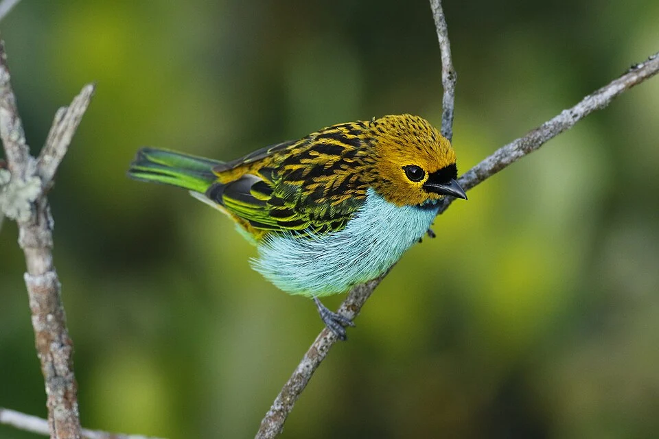 Registro de Saíra-dourada em Área de Proteção Ambiental Serra da Mantiqueira.