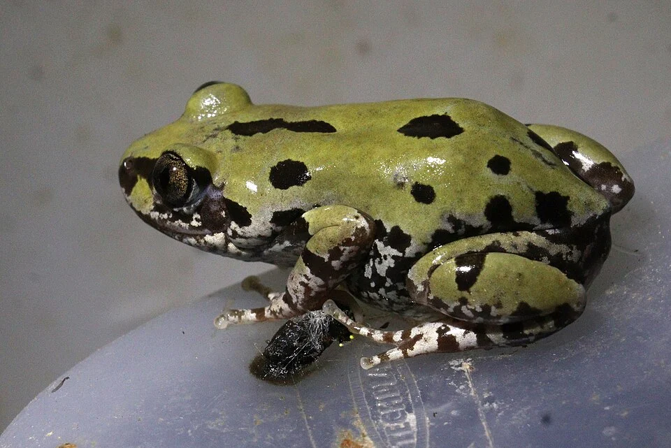 Kassina somalica (Somali Running Frog), Rukinga Wildlife Sanctuary, Kenya