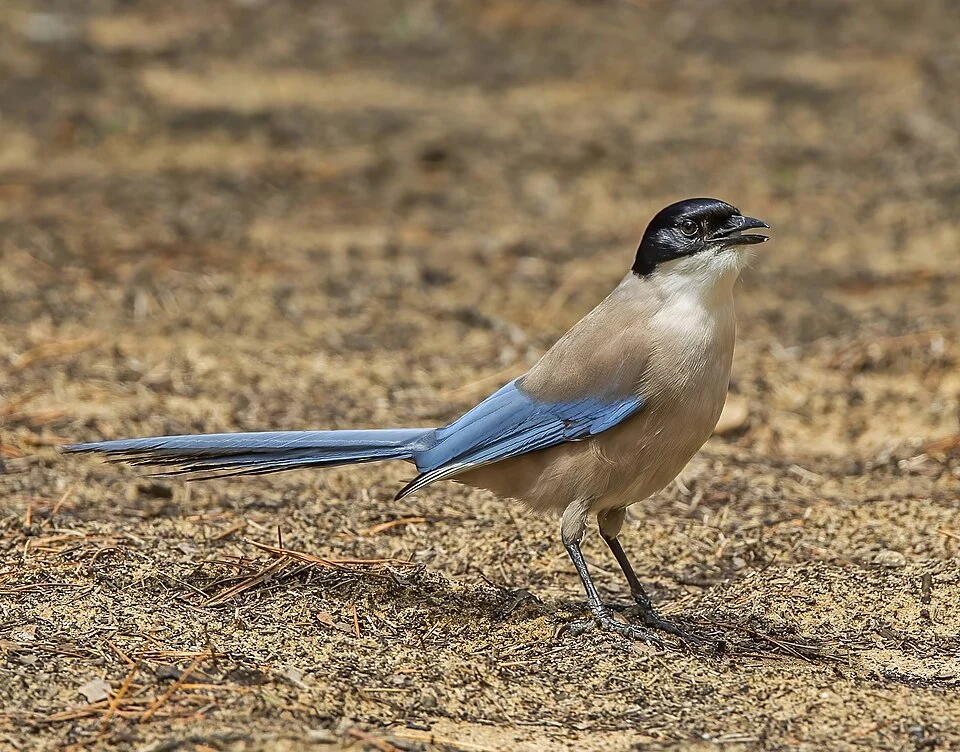 Iberian magpie (Cyanopica cooki), Almonte, Spain