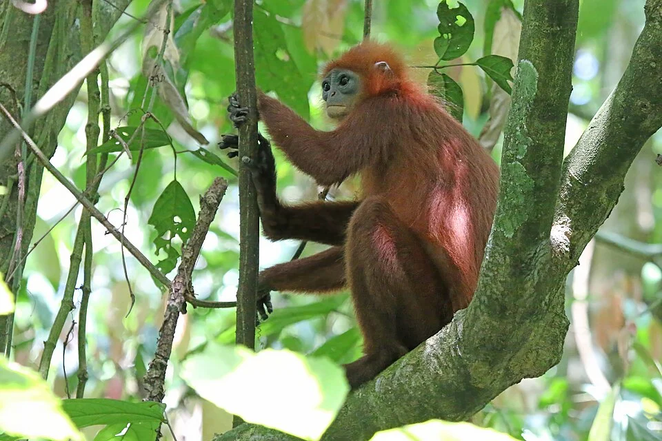 Red leaf monkey (Presbytis rubicunda), Gomantong, Borneo