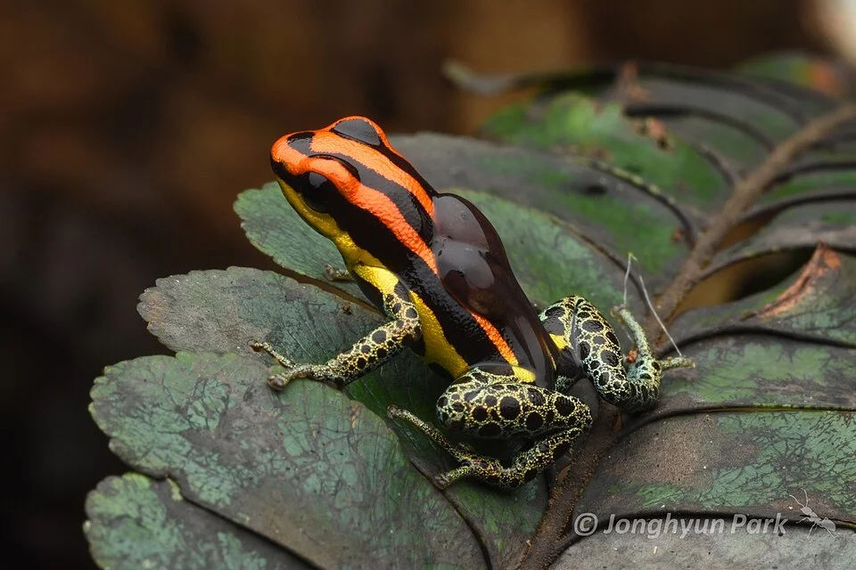 Uakari Poison Frog (Ranitomeya uakarii). Species of amphibian.