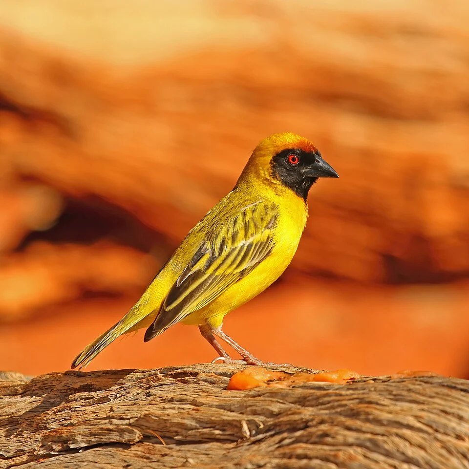 Southern masked weaver (Ploceus velatus) male, Tswalu Kalahari Reserve, South Africa
