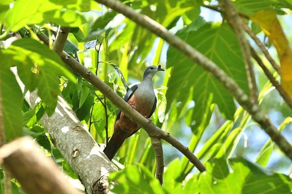 Pohnpei Imperial-Pigeon (Ducula oceanica townsendi)