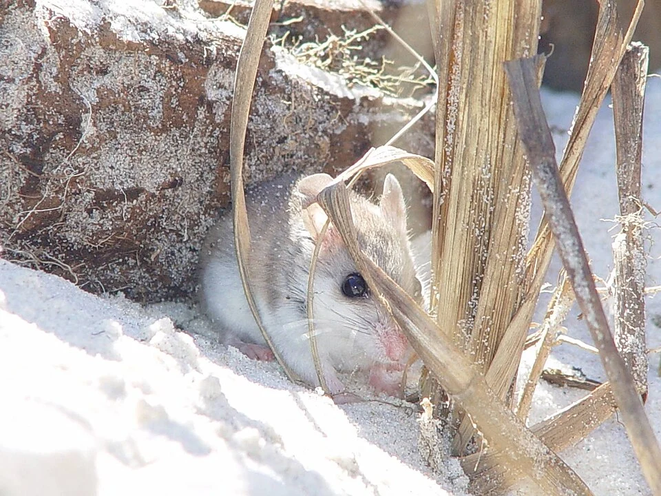 Alabama Beach Mouse (Peromyscus polionotus ammobates) in the Bon Secour National Wildlife Refuge, Alabama