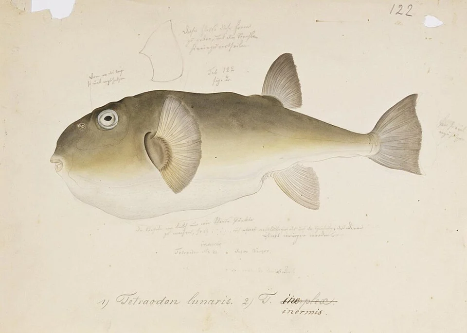 Lagocephalus inermis (Temminck and Schlegel)