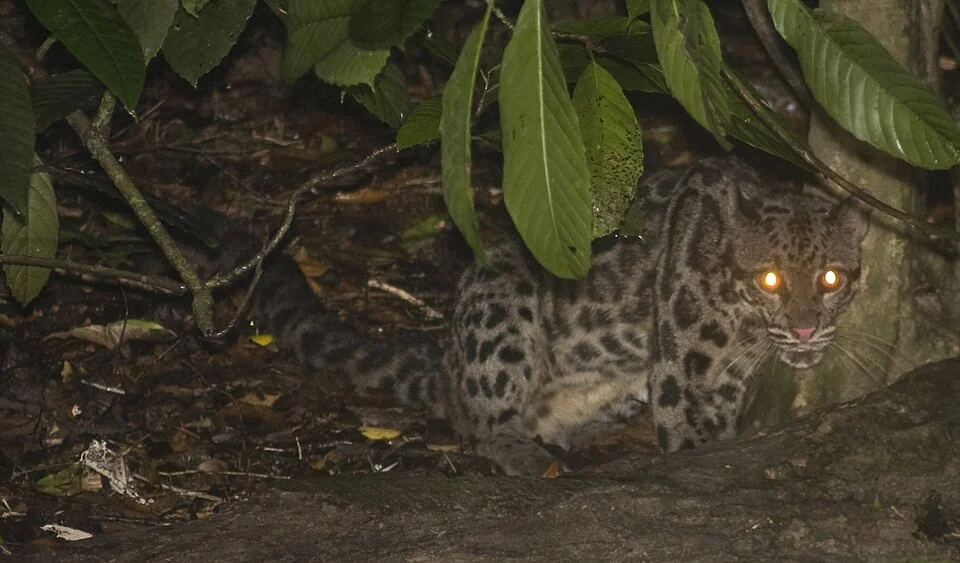 Bornean Clouded Leopard (Neofelis diardi). Photo taken at the lower Kinabatangan River, eastern Sabah, Malaysia.