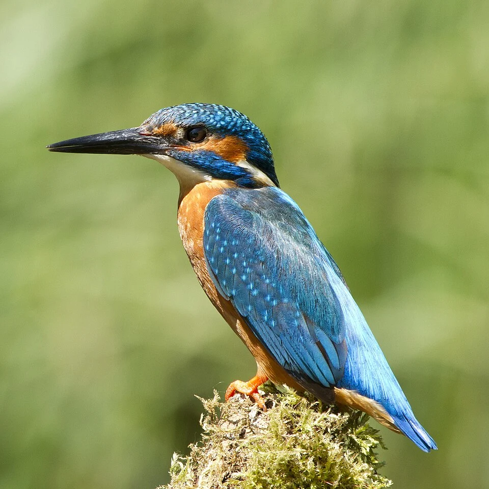 A Common Kingfisher in England.