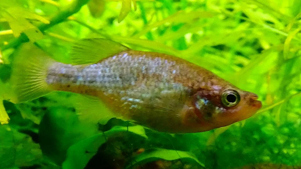 Xenoophorus captivus - Aquarium Tropical du Palais de la Porte Dorée Paris/France - 04/2015