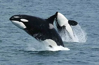Two killer whales photographed off the south side of Unimak Island, eastern Aleutian Islands, Alaska