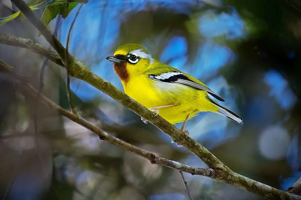 Clicking Shrike-Babbler, Dalat