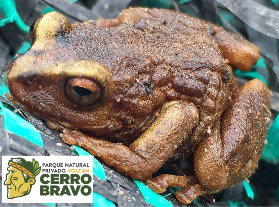 Colombian amphibian in critical risk of extincion. Located in @parquenaturalprivadovolcancerrobravo in the Andes mountains of Colombia over 4,000 meters above sea level.