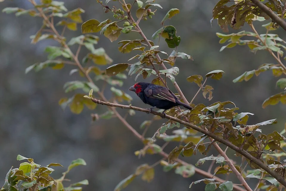 Rotgesicht-Bartvogel - Lake Mburo