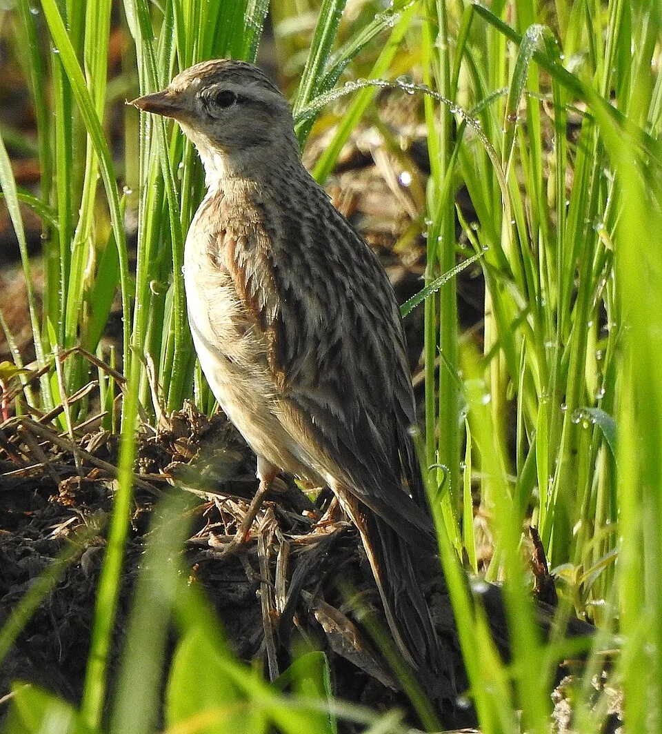 Photo of Sykes's Short-toed Lark uploaded from iNaturalist.