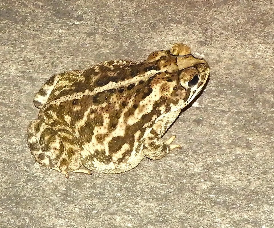 Sinaloa Toad (Incilius mazatlanensis). Species of amphibian.