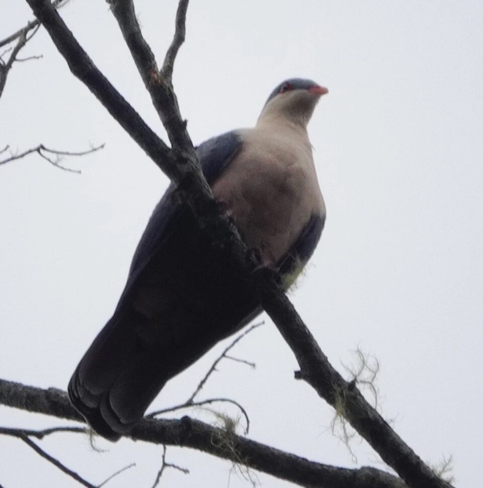 Buru Mountain-Pigeon (Gymnophaps mada)
