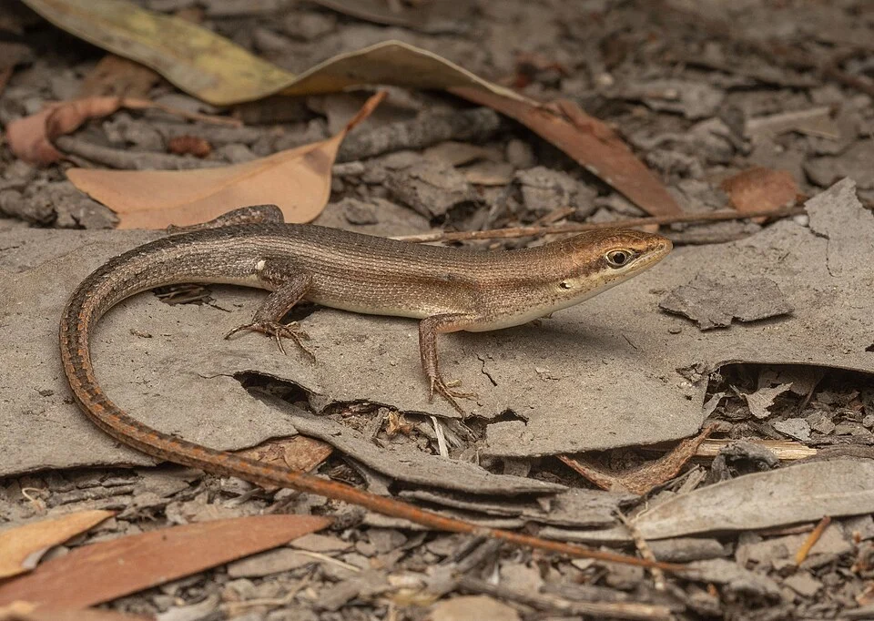 Brown Bicarinate Rainbow-Skink (Carlia storri). Species of reptile.