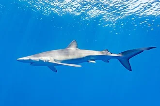 Blue shark (Prionace glauca), Faial-Pico Channel, Azores Islands, Portugal. The blue shark is a species of requiem shark, in the family Carcharhinidae, that inhabits deep waters (images taken though between 5 and 10 meter below water) averaging around 3.1 m (10 ft) and preferring cooler waters. They can live up to 20 years, can move very quickly and feed primarily on small fish and squid, although they can take larger prey.