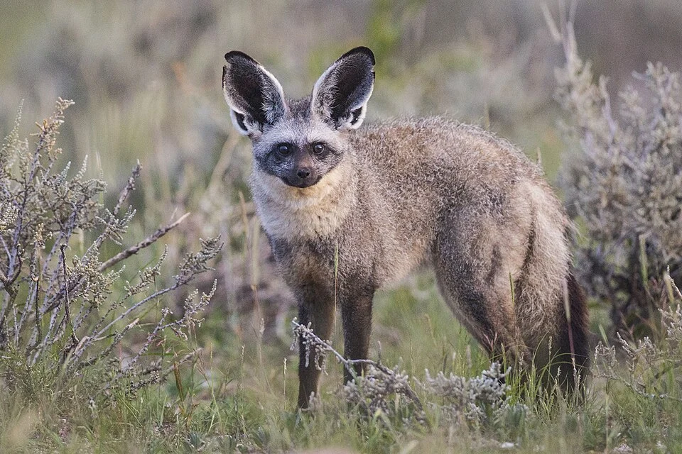 Bat-eared fox in the Etosha National Park