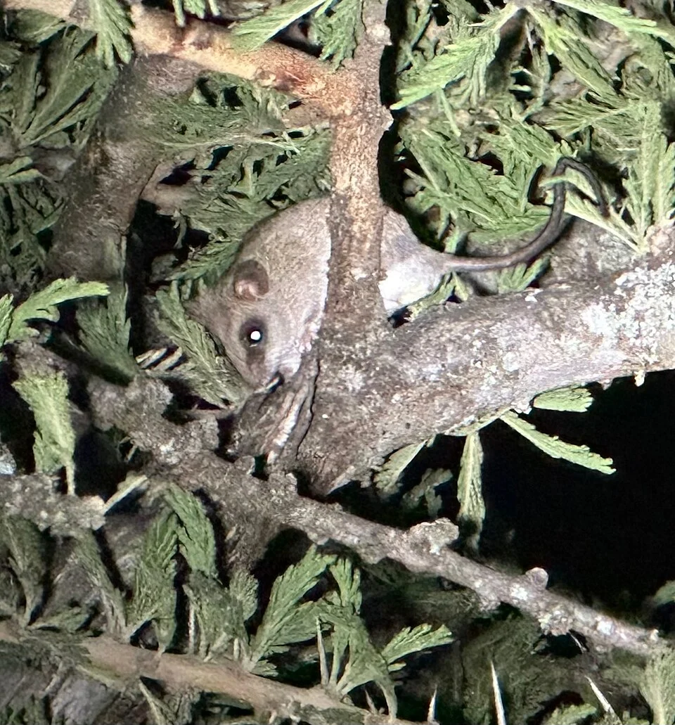 Thallomys loringi