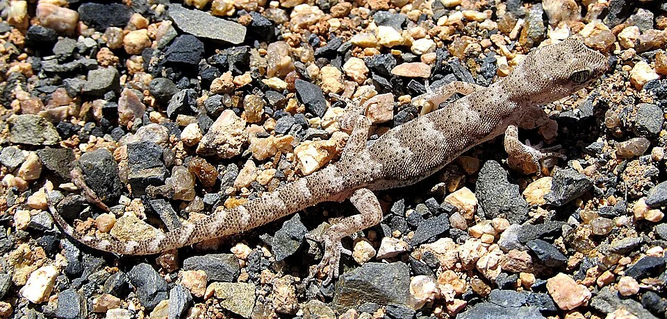 Alsophylax pipiens from Mongolia