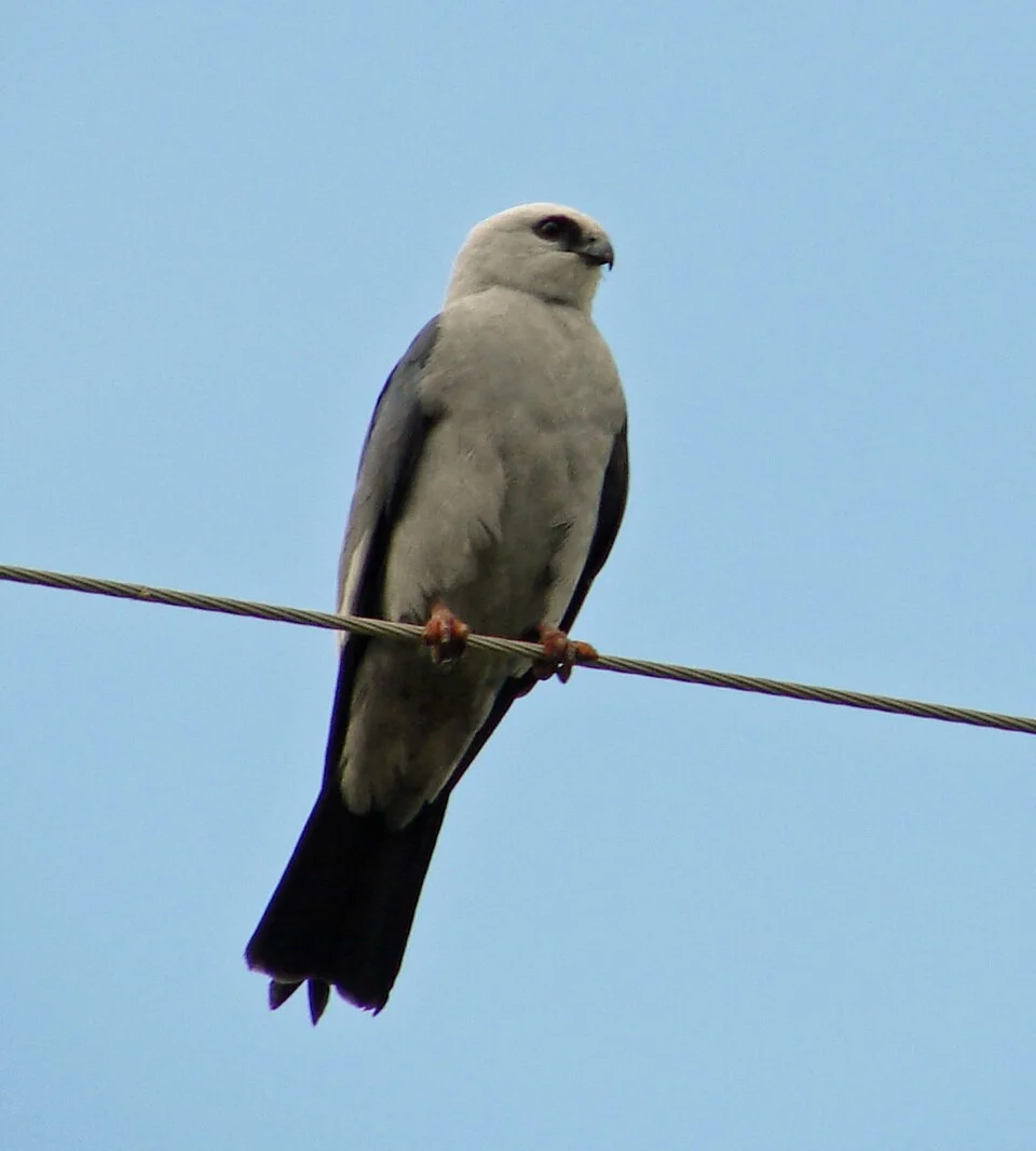 Mississippi Kite, southwest Oklahoma