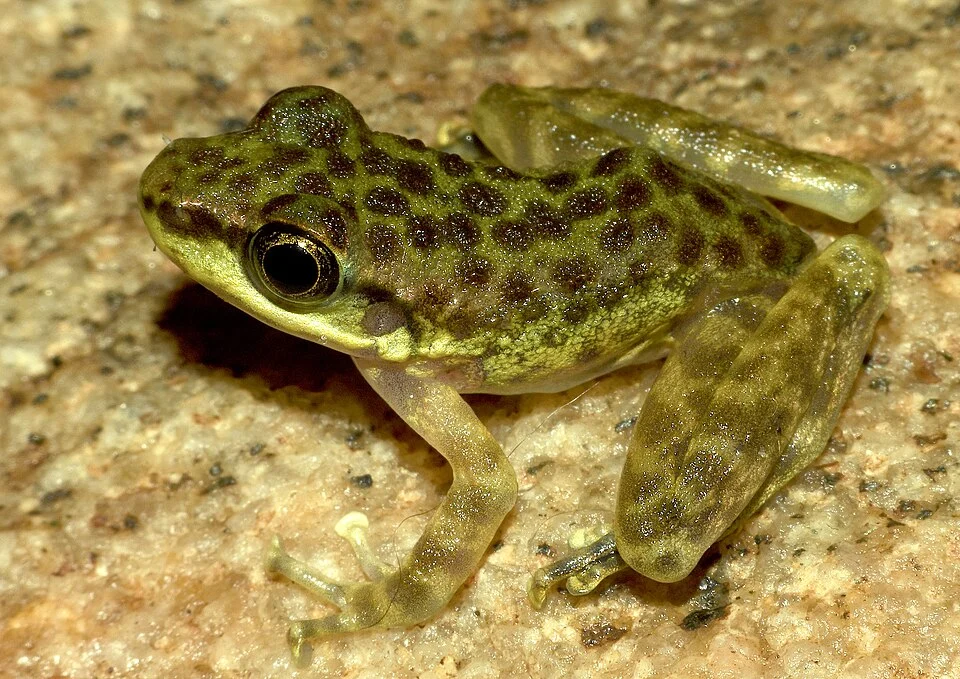 Amolops gerbillus, an Asian species of frog.