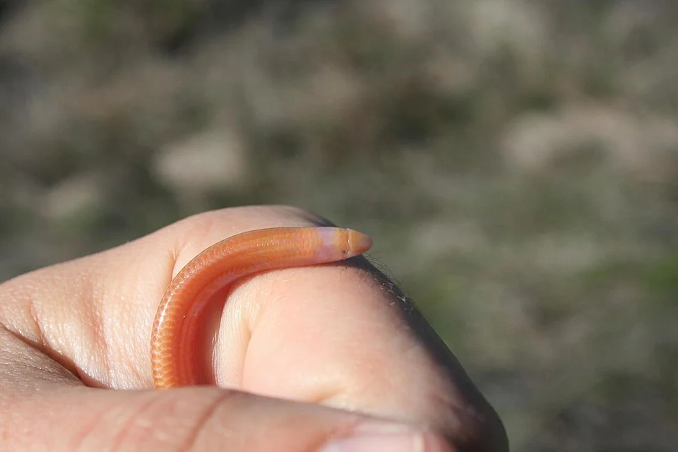 Typhlosaurus caecus - Cuvier's Blind Legless Skink. Species of lizard.