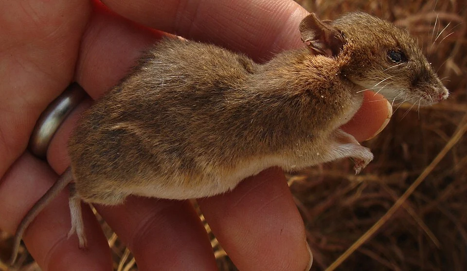Uranomys ruddi from Guinea