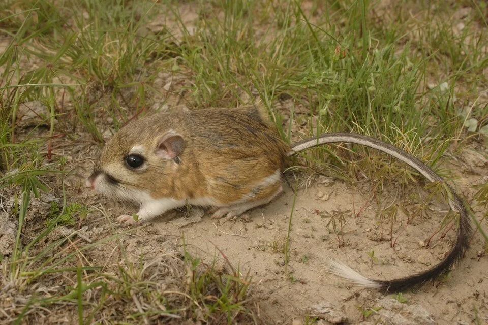 Dipodomys ornatus kangaroo rat  in Ojuelos de Janisco