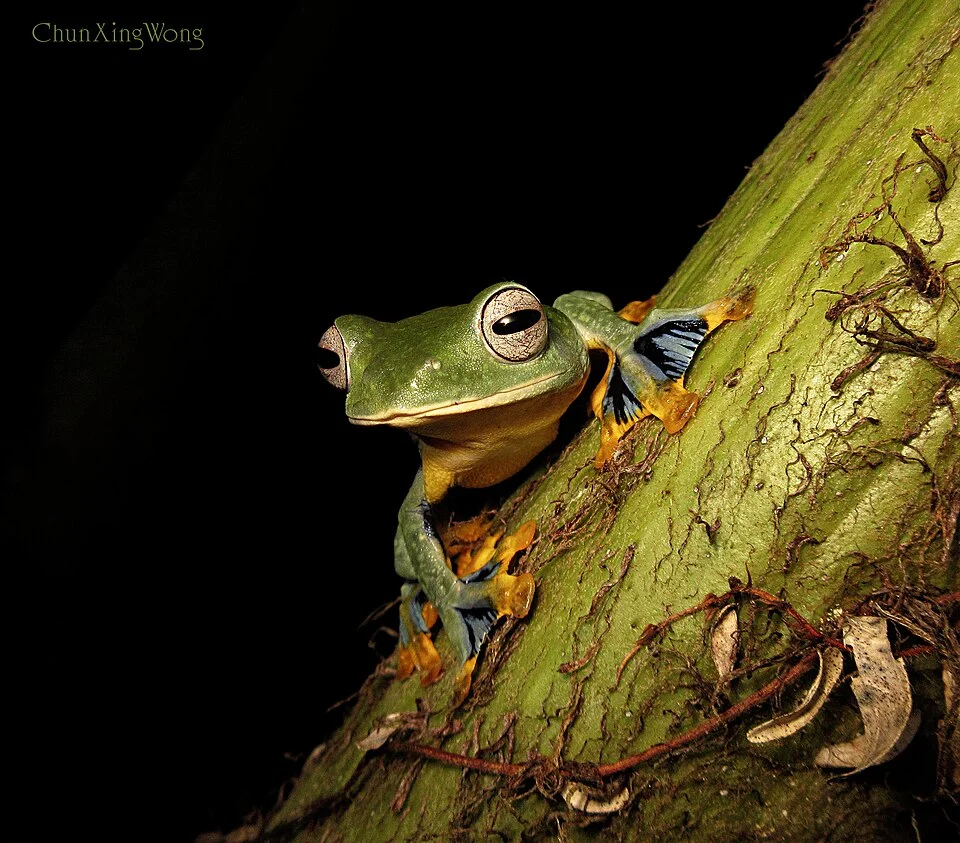 A gliding tree frog which is rare and endemic only to good primary rainforest in Borneo. Looks similar to the Wallace's flying frog which is larger and more common but lack of the bluish pigment.