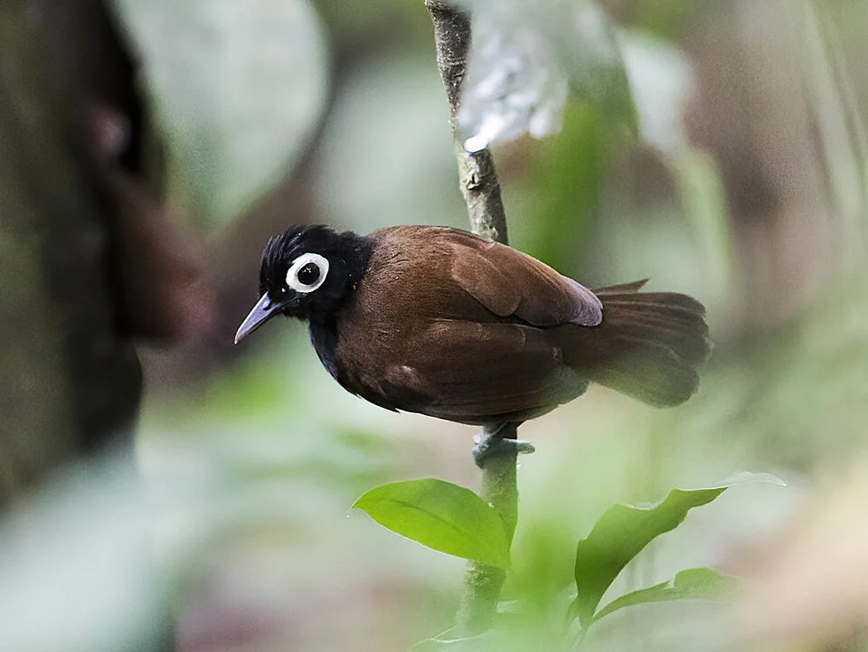 Male Bare-eyed Antbird from Cristalino Jungle Lodge, Mato Grosso, Brazil.