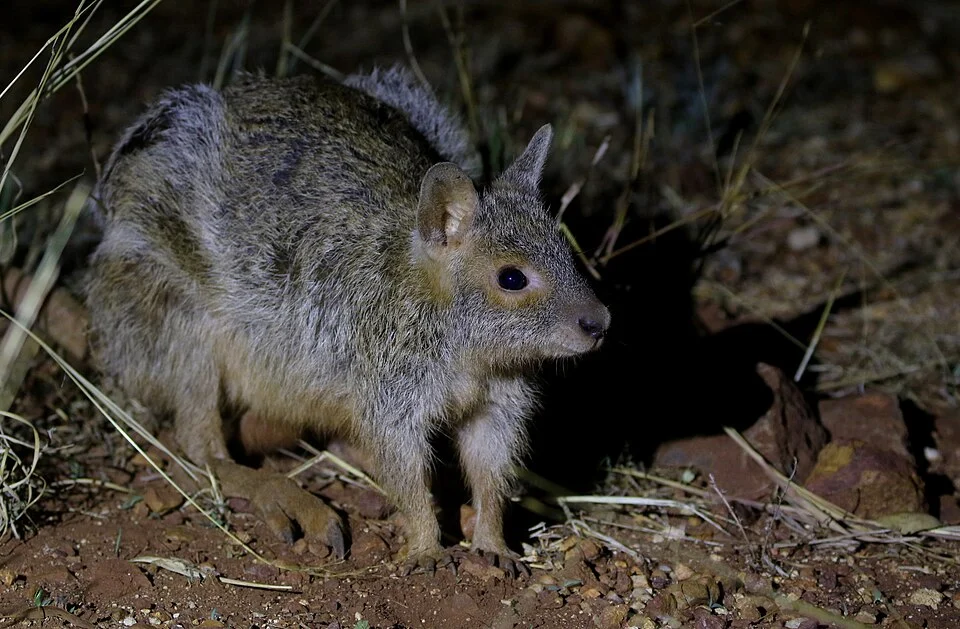 Spectacled Hare-wallaby at night in outback Queensland