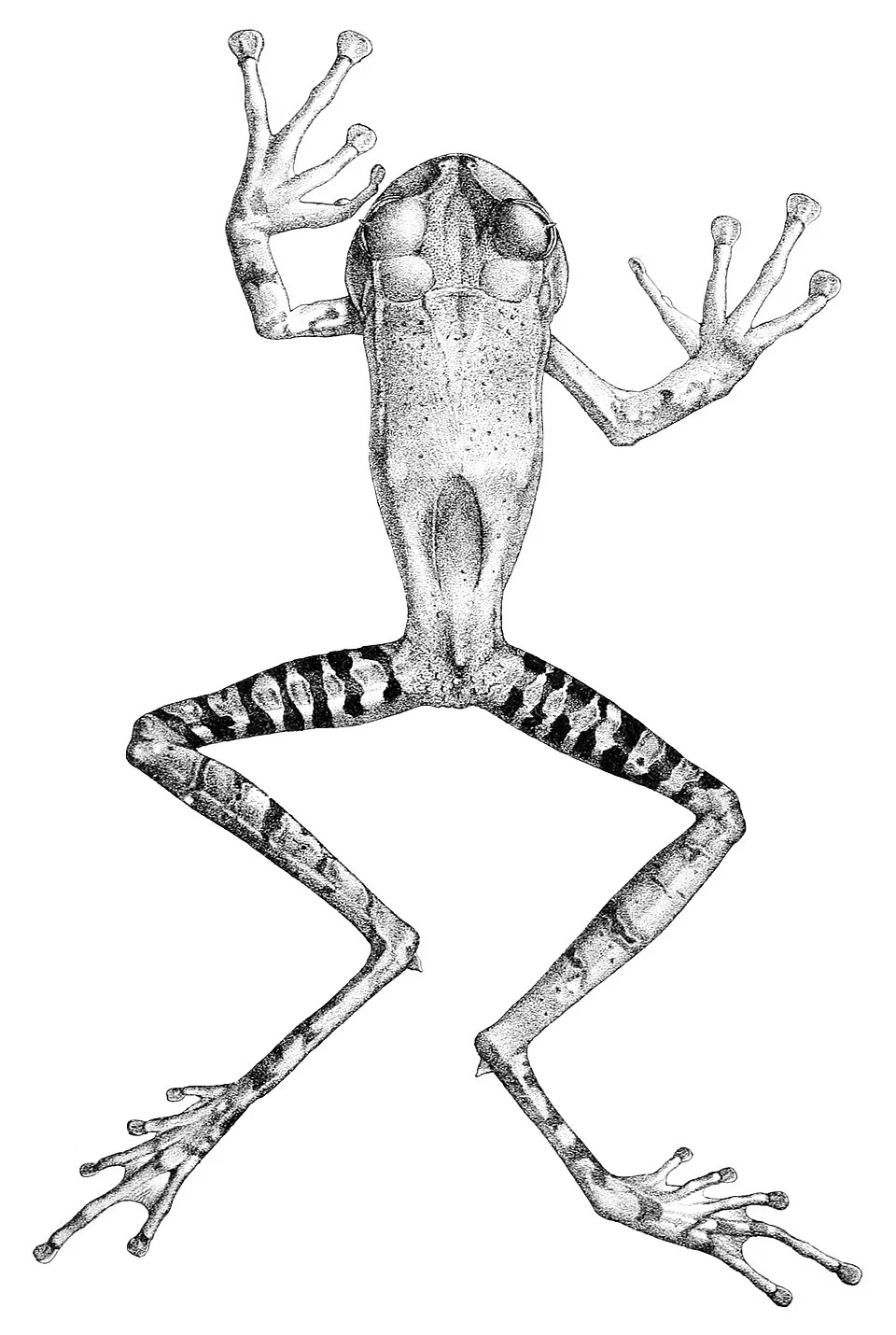Amphignathodon guentheri = Gastrotheca guentheri