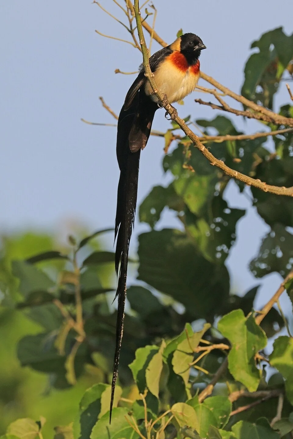 Long-tailed paradise-whydah (Vidua paradisaea) male, Chobe National Park, Botswana