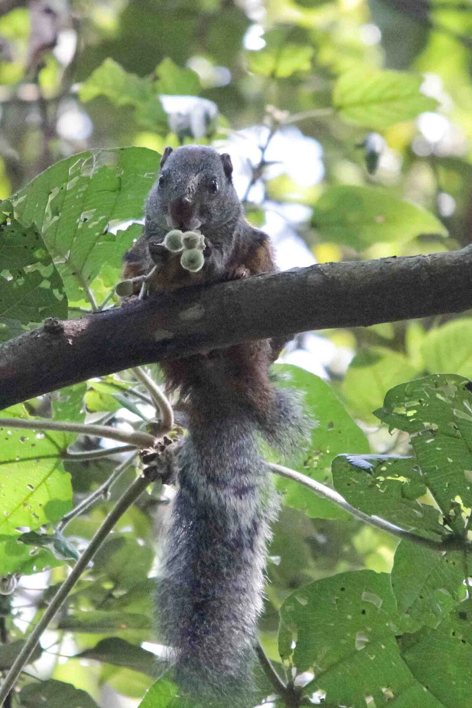 Afican Giant Squirrel - Protoxerus stangeri. Photographed in South Nandi Forest, Kenya