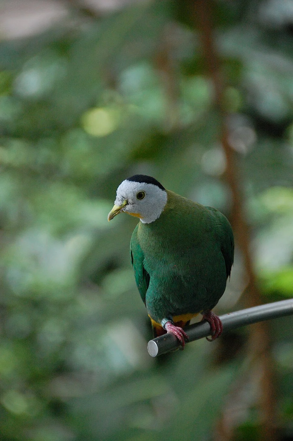 A male Black-naped Fruit Dove in the Owens Aviary at the San Diego Zoo