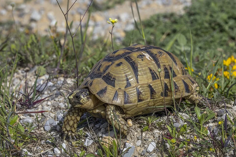 Tunisian tortoise (Testudo graeca nabeulensis) male, Cap Bon peninsula, Tunisia