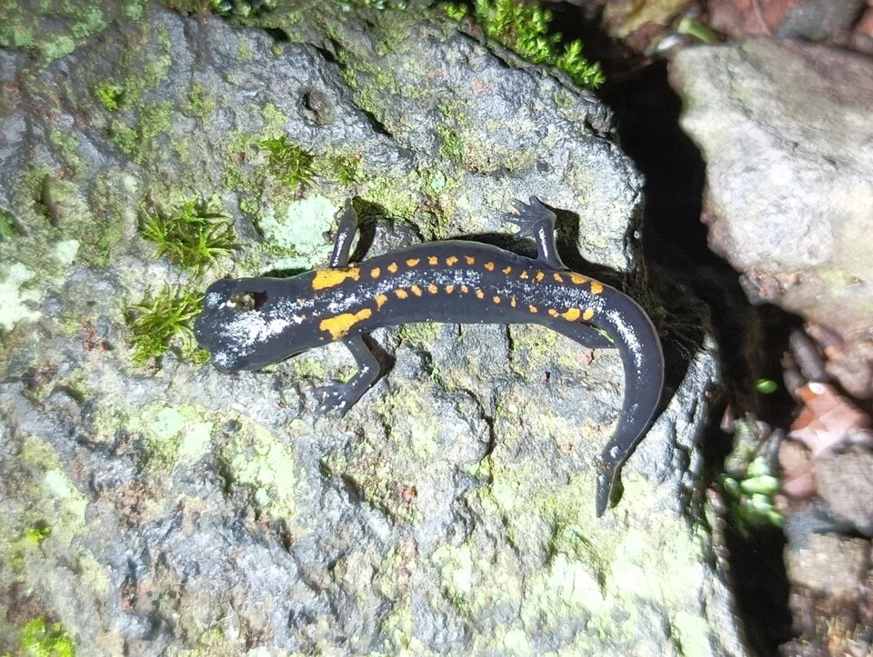 Isthmura gigantea - Giant False Brook Salamander in Veracruz, Mexico. Photo by Wouter Beukema. Original iNaturalist observation here: https://www.inaturalist.org/observations/176735153