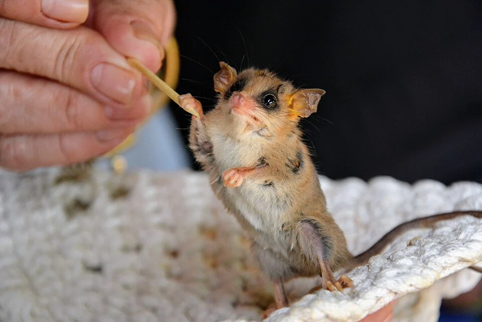 Marmosops paulensis é uma espécie de marsupial da família Didelphidae, também conhecida como cuíca ou marmosa. A espécie é endêmica do Brasil, onde pode ser encontrada nos estados do Rio de Janeiro, Minas Gerais, São Paulo e Paraná, dentro do bioma Mata Atlântica.