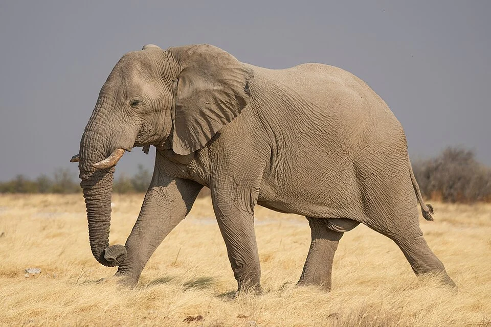 African savanna elephant